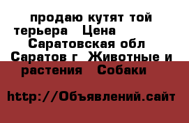 продаю кутят той терьера › Цена ­ 10 000 - Саратовская обл., Саратов г. Животные и растения » Собаки   